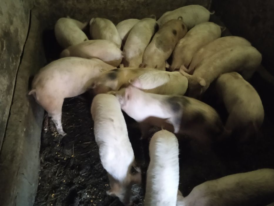 Vând curcanii și curci