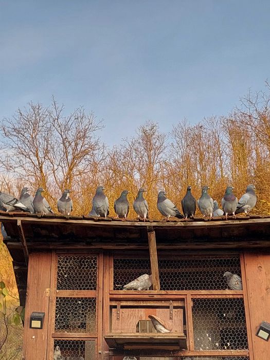 Porumbei voiajori cauta alta căsuță