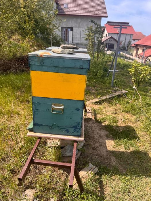 Vand doi stupi de albine