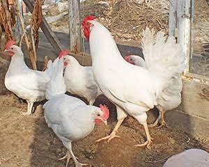 Куры несушки декабл уайт