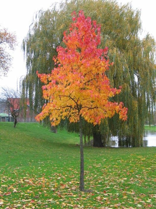Liquidambar (Arborele De Guma )la ghiveci