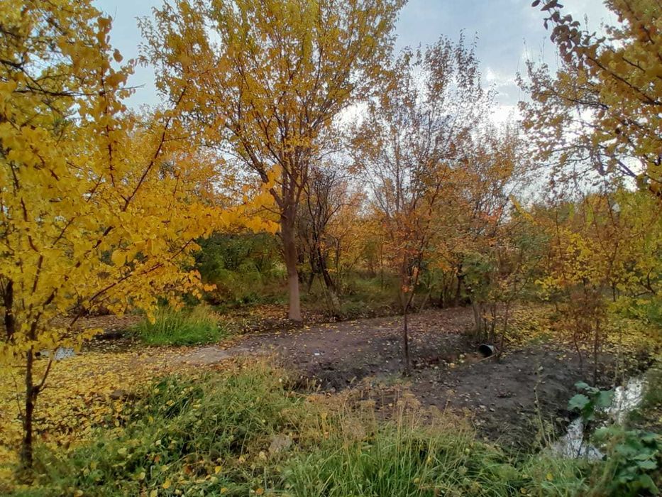 САЖЕНЦЫ. Көшеттер.