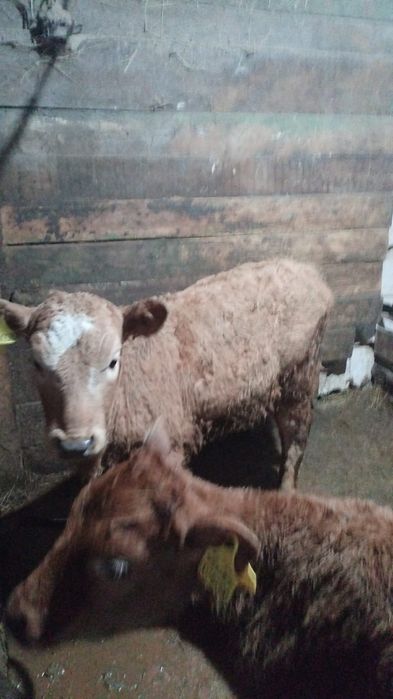 Продам телят ...