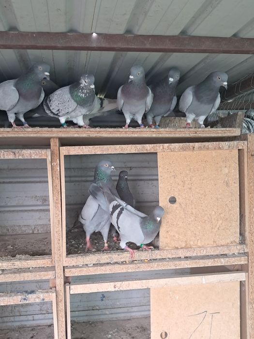 Vand porumbei ciungi si tipler englez