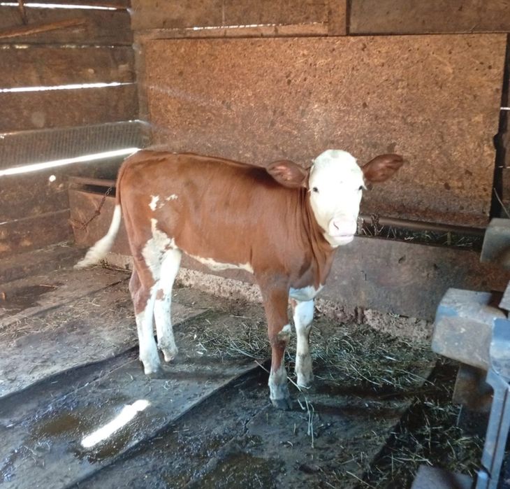 Vitea baltata românească