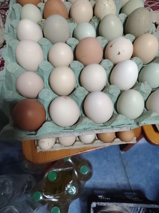 Oua de gaina de tara