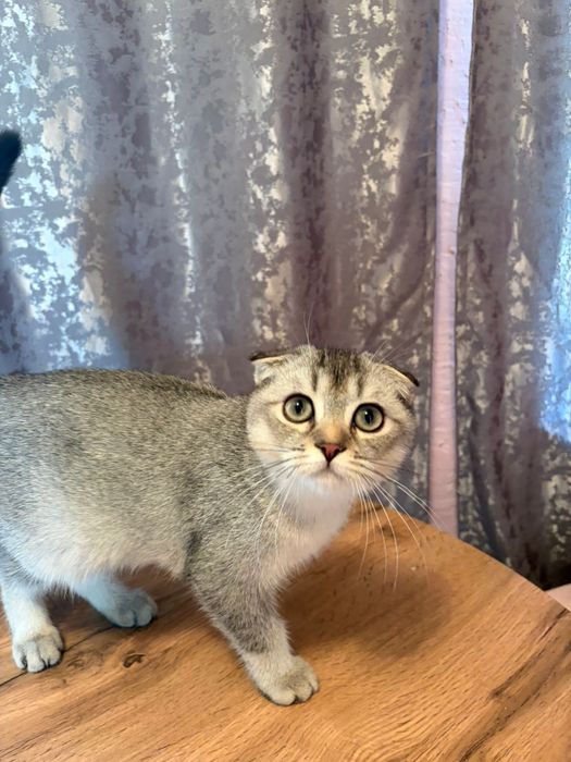 Максим самый ласковый в мире котик