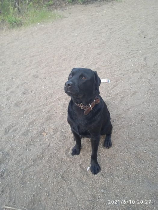 Мальчик ищет невесту