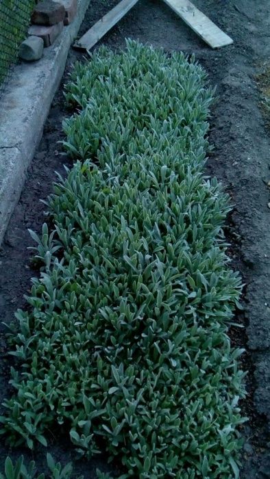 семе за мурсалски чай