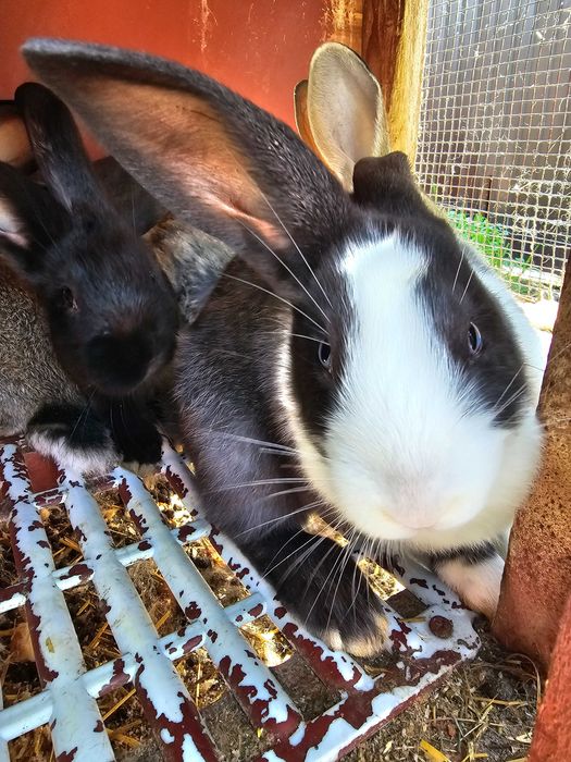 Iepurași de vanzare