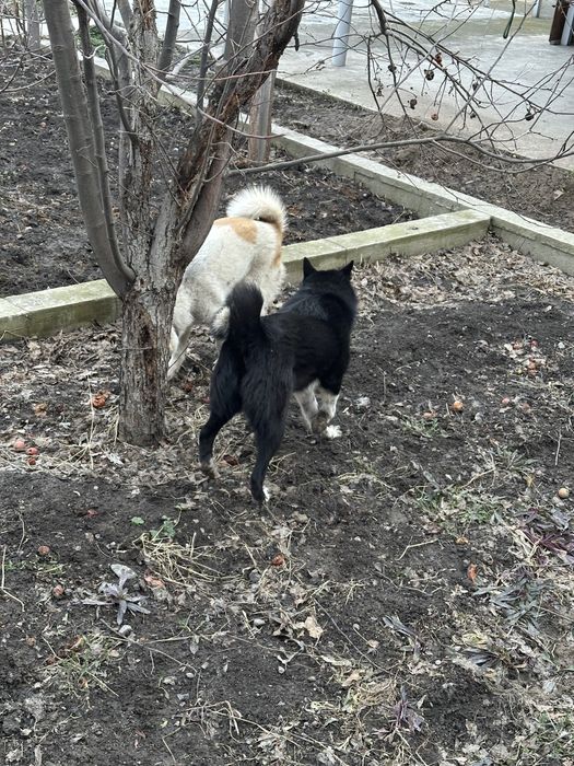 Екы лайка сатылад