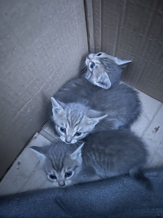 Отдам бесплатно котят