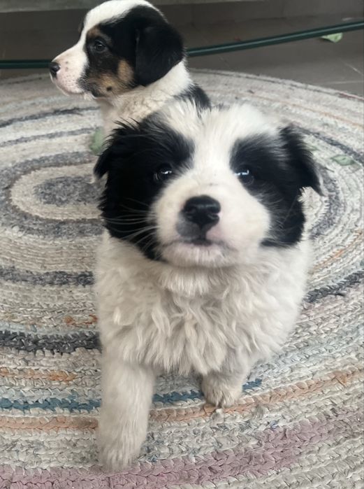 donație doi cățeluși adorabili