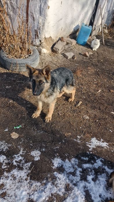 Овчарка күшік сатылады