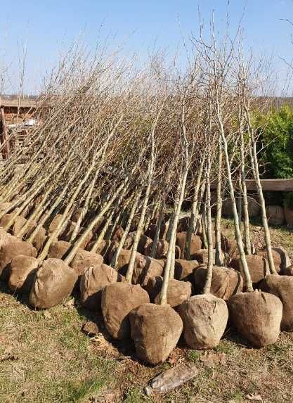 Arbori Foioși de Toamnă (Tei, Arțar) | Transport Gratuit