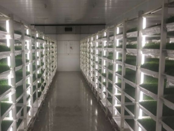 Гидропонный корм- Автоматика