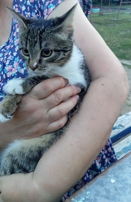 Отдам кошечку в добрые руки