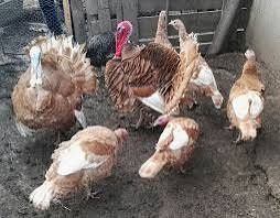 Vând curci și curcani Bourbon