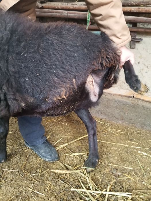 Ona bola va bug'oz qo'ylar sotiladi