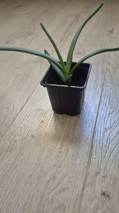 Лечебное алое очень хорошего качества.