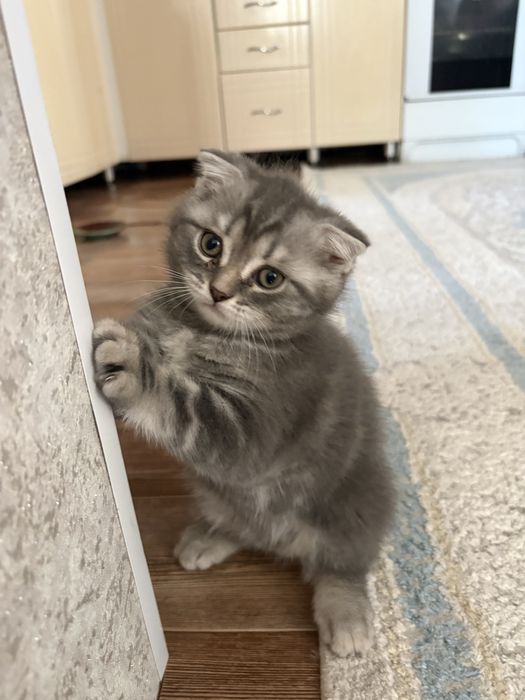 Котята скотишь фолд