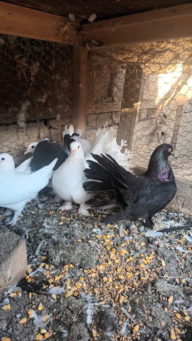 Kingi și rotați de vânzare!