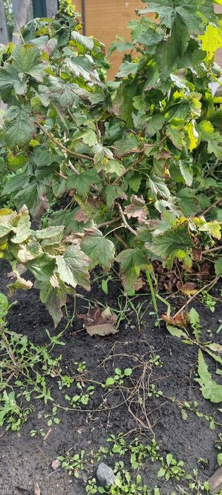 Продам  земельный участок