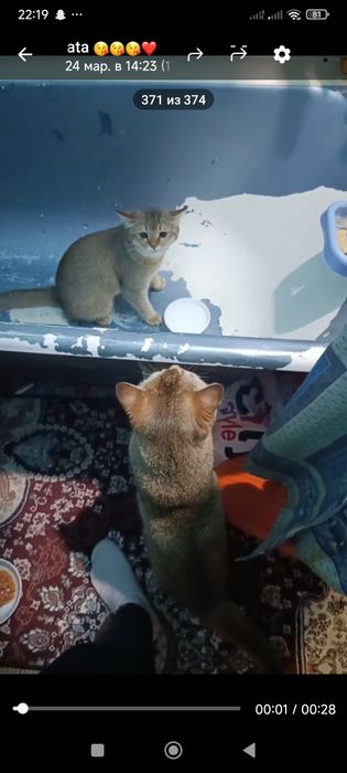 Продается котенок шиншилла