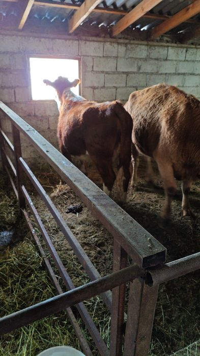 Семыз согымга сиыр