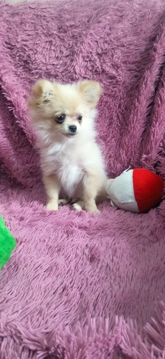 Щенок помчи мальчик