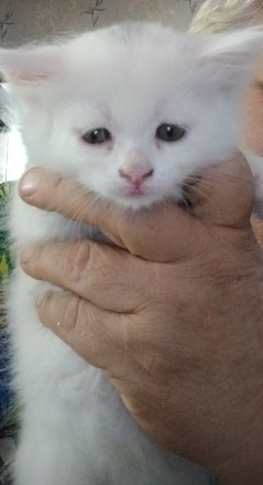 Продаются котята