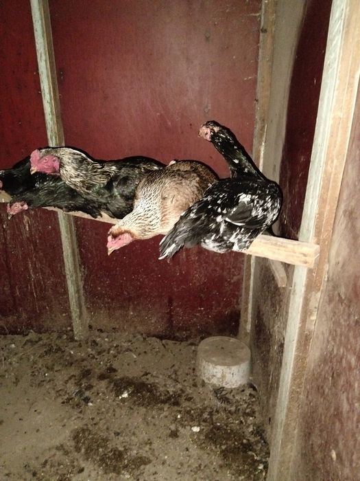 Обмен на индоуток