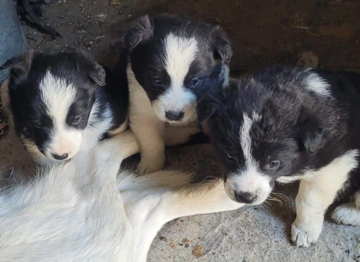 Отдам щенят , девочки в добрые руки
