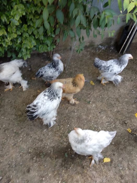 Vand gaini brahman diverse culori