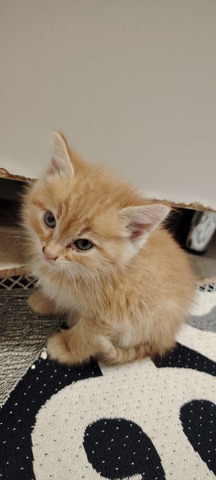 котенек рыжий кош
