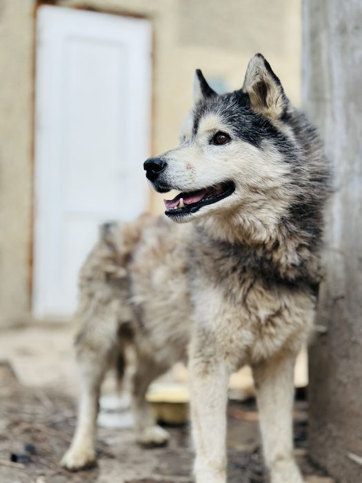 Хаски. Кобель в добрые руки