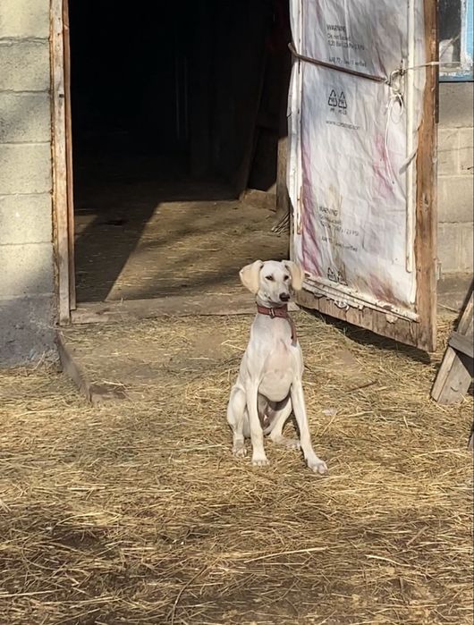 Жарғақ тазы тазы ит сабака