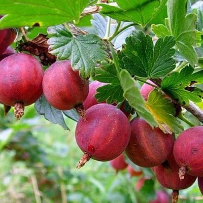 Крыжовник, молодые кустики