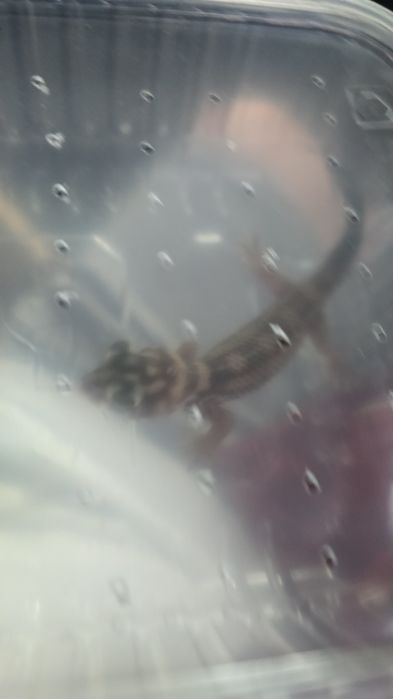 продам сцинкового геккона