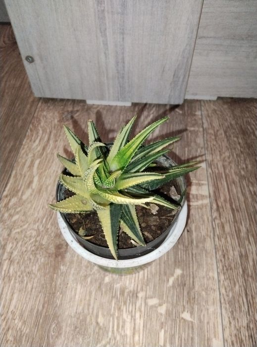 Комнатные цветы продажа