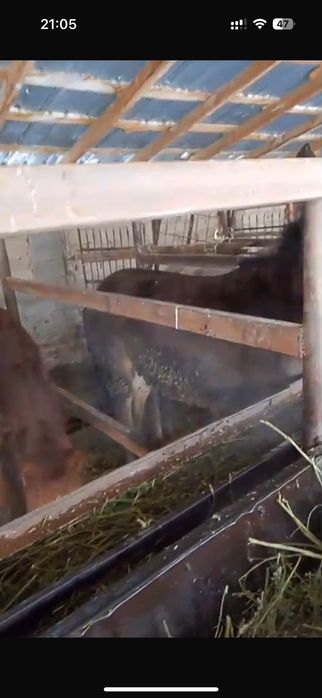 Құнандар сатылады