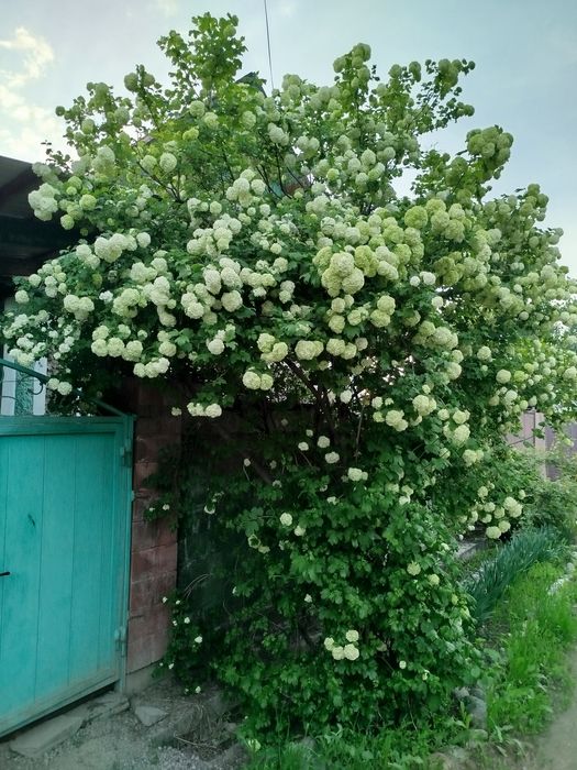 Цветы бульданежь