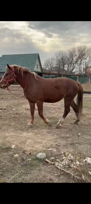 Продам тяжеловес