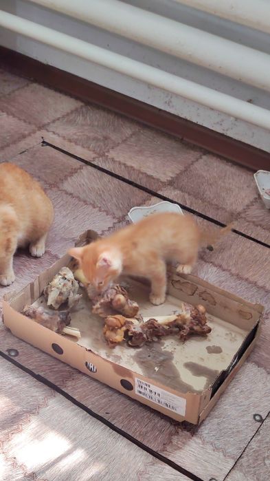 Котята домашние рыжие
