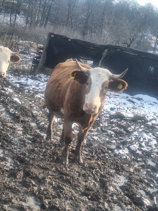 Vaca baltata romaneasca