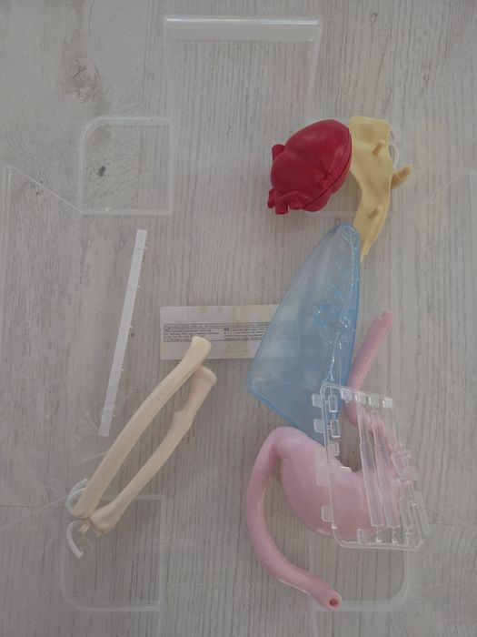 Schelet de plastic educativ incomplet