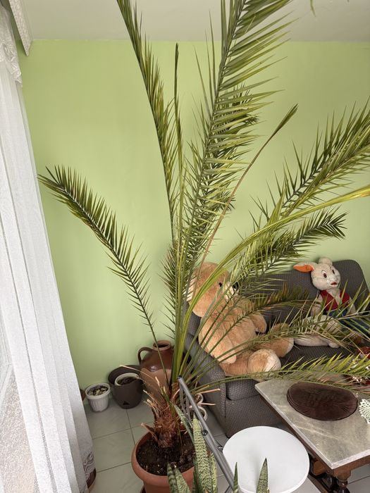 Продавам  Естествена палма