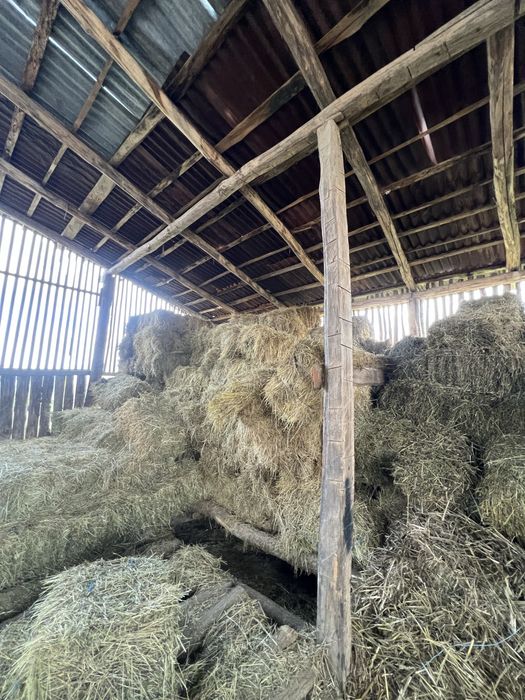 Vând baloții lucerna