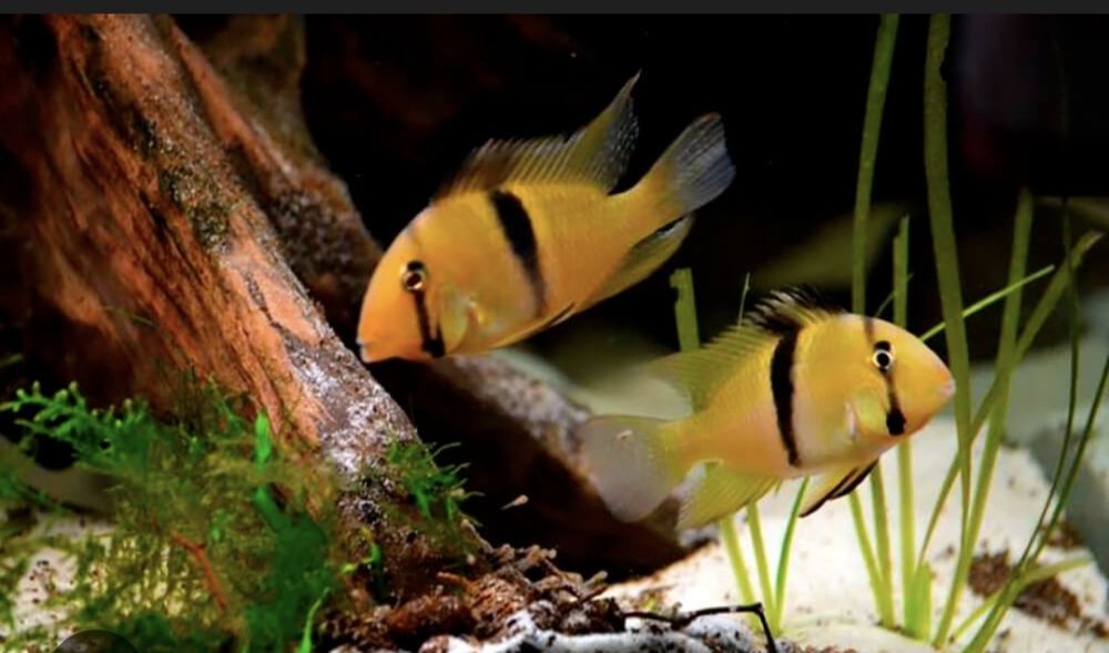 Цихлиды Гвианакара Гейи