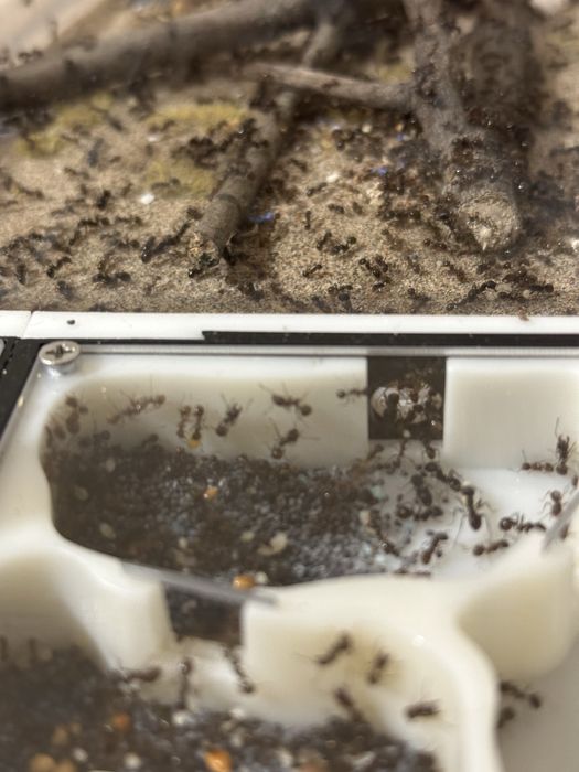 Продам колонию муравьёв-жнецов